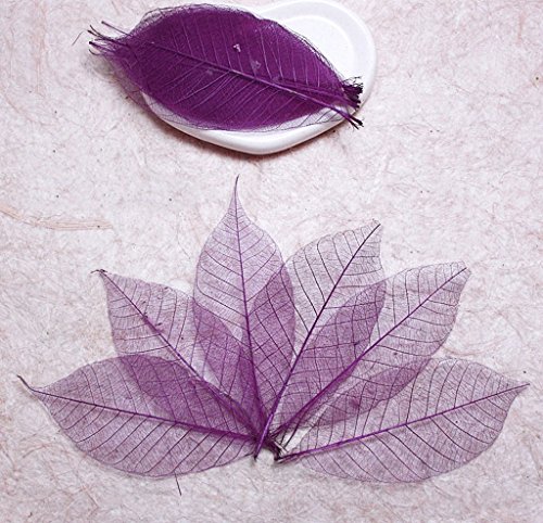 50 feuilles squelette violet hEvEa naturel Scra...