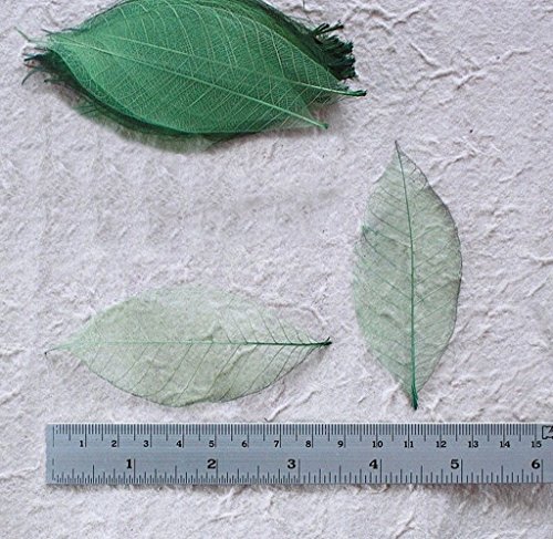 50 feuilles squelette vert arbre ? caoutchouc n...