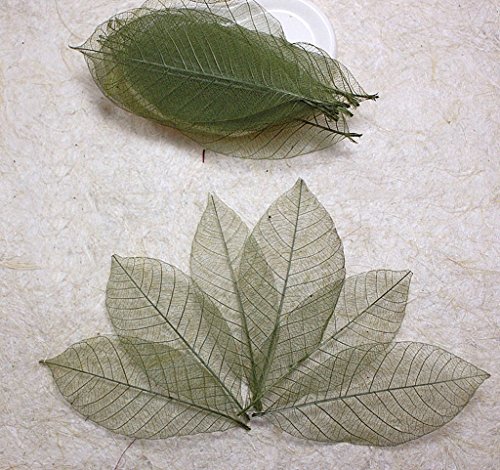 Vert Olive 100 feuilles squelette h?v?a naturel...