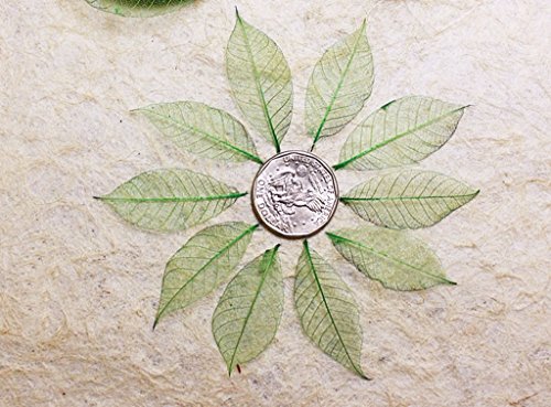 100 mini vert couleur squelette laisse h?v?a Sc...