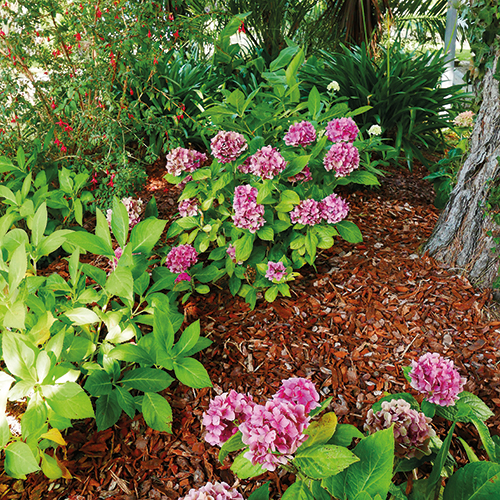  ÉCORCES DE PIN MARITIME code EAN 8933226 