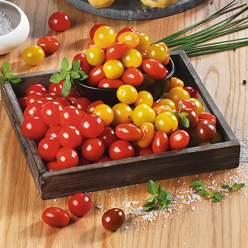  TOMATES CERISES MULTICOLORES code EAN 8965321 