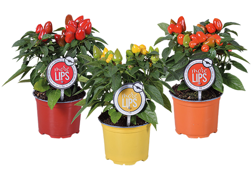  CAPSICUM code EAN 9586847 