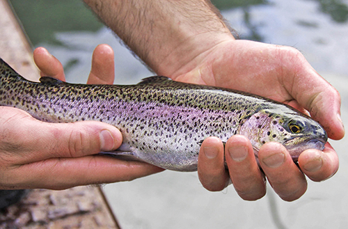 CHUTES D’ASTON TRUITES ARC EN CIEL code EAN 9857433 