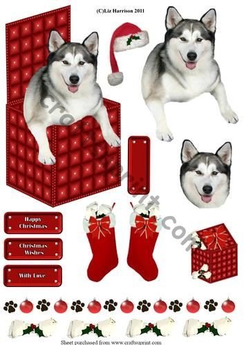 Husky dans une boîte Par Liz Harrison Noël