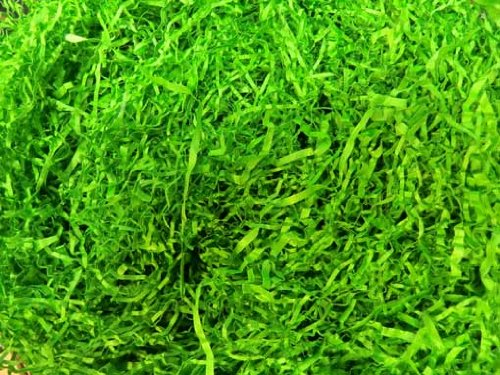 L'herbe de Pâques de la laine de papier de 50 g