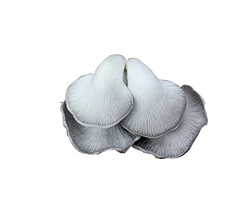 Lot de 2 Laisse quatre artificiel champignon pa...