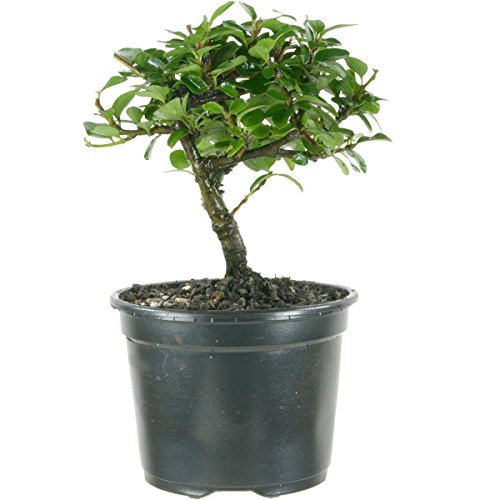 Cotoneaster divaricatus, Cotoneaster, 3 ans