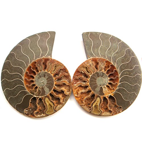 2 fossiles d'ammonites Pierre Cristaux Grand gu...