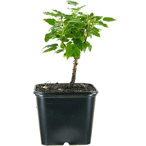 Acer ginnala, Amur maple, 2 ans