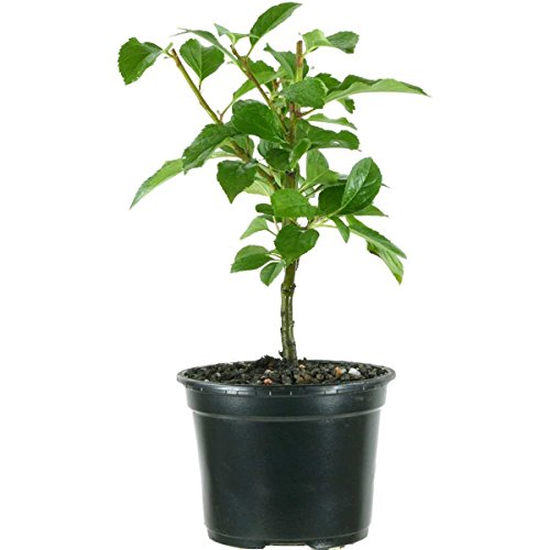 Malus sylvestris, European crab apple, 3 ans