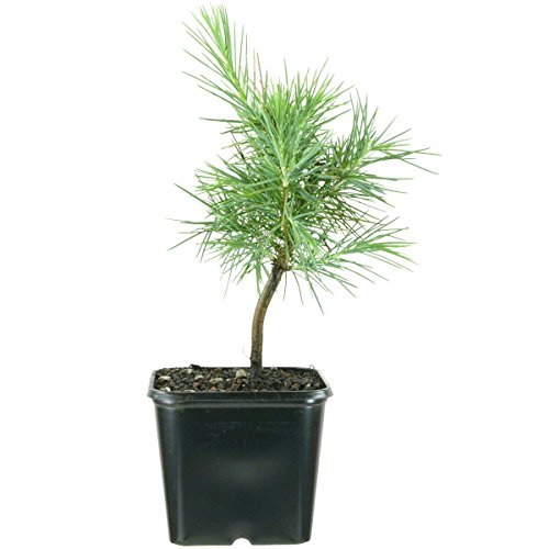 Cedrus deodara , Deodar cedar, 2 ans