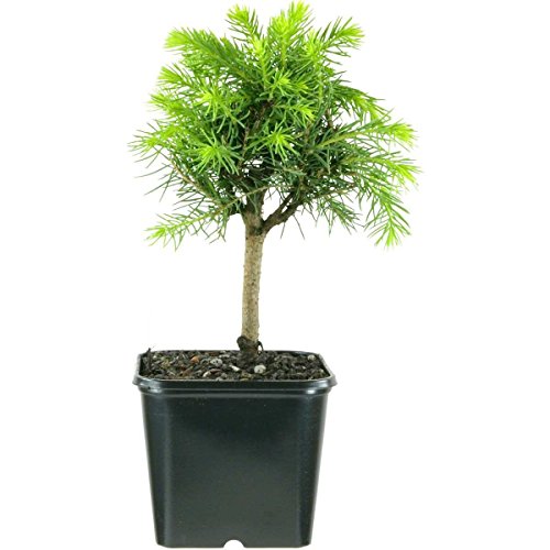 Picea abies, Norway spruce, 2 ans