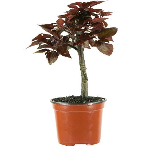 Prunus cerasifera Nigra, Red cherry plum, 4 ans