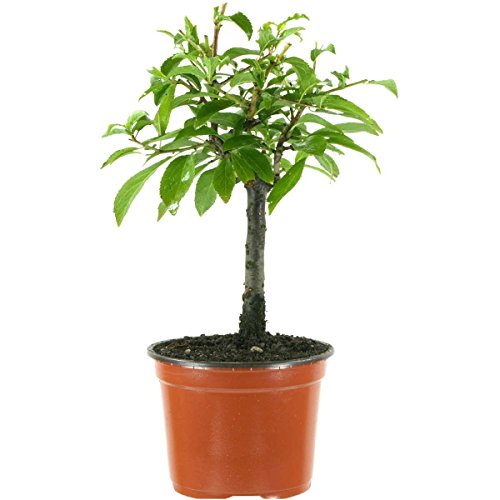 Prunus spinosa, Blackthorn, 4 ans