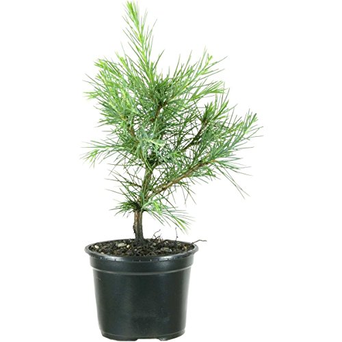 Cedrus deodara , Deodar cedar, 3 ans