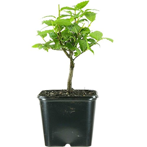 Bonsaischule Wenddorf Ulmus carpinifolia, Field elm, 2 ans code EAN B01LE3SHXI 