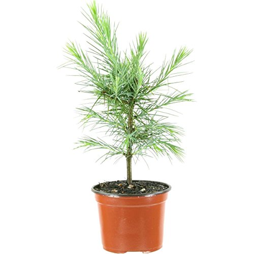 Cedrus deodara , Deodar cedar, 4 ans