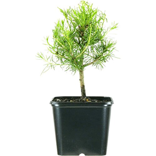 Larix kaempferi, Japanese larch, 2 ans